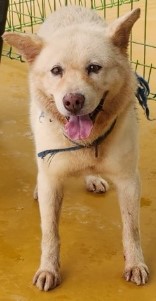 하동군유기동물보호소_448544202300291