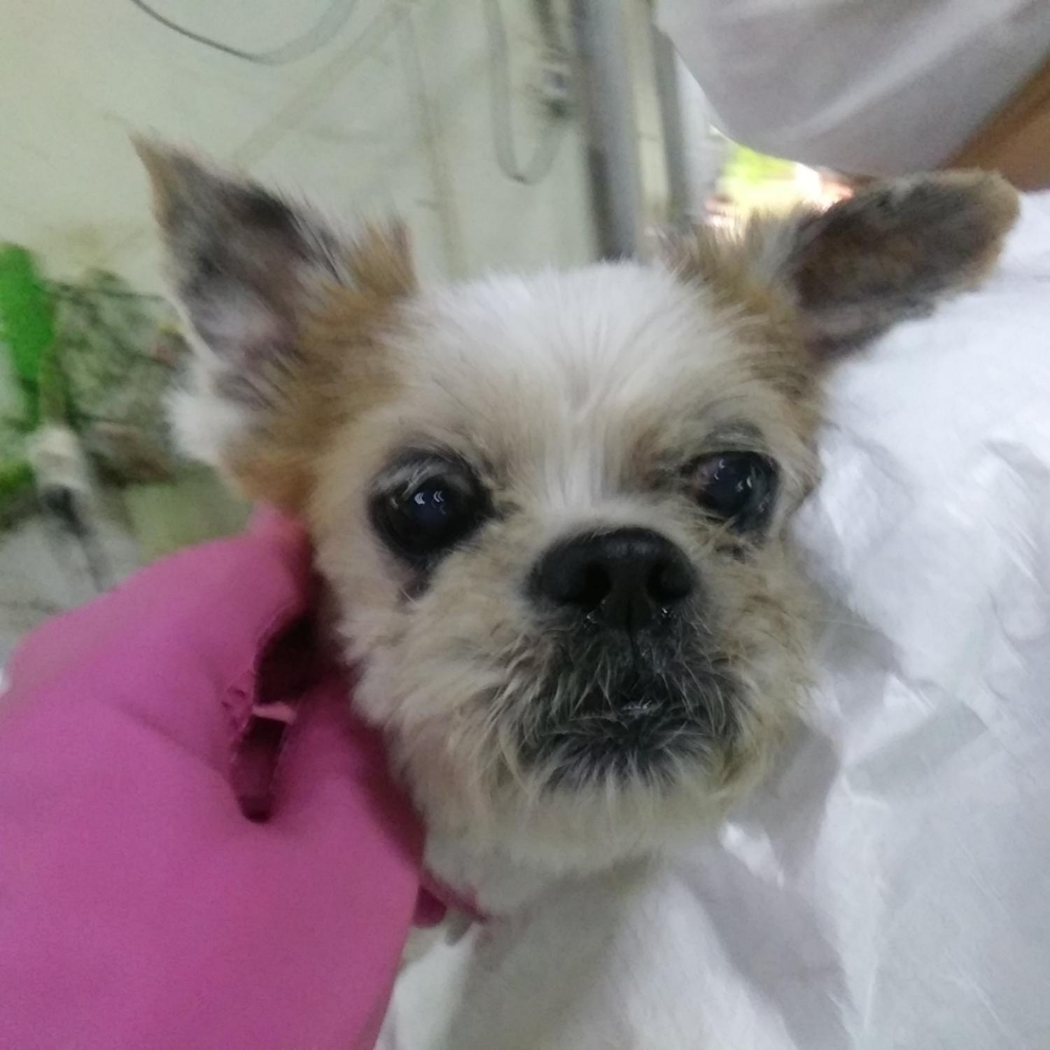 인천광역시수의사회_428352202300300