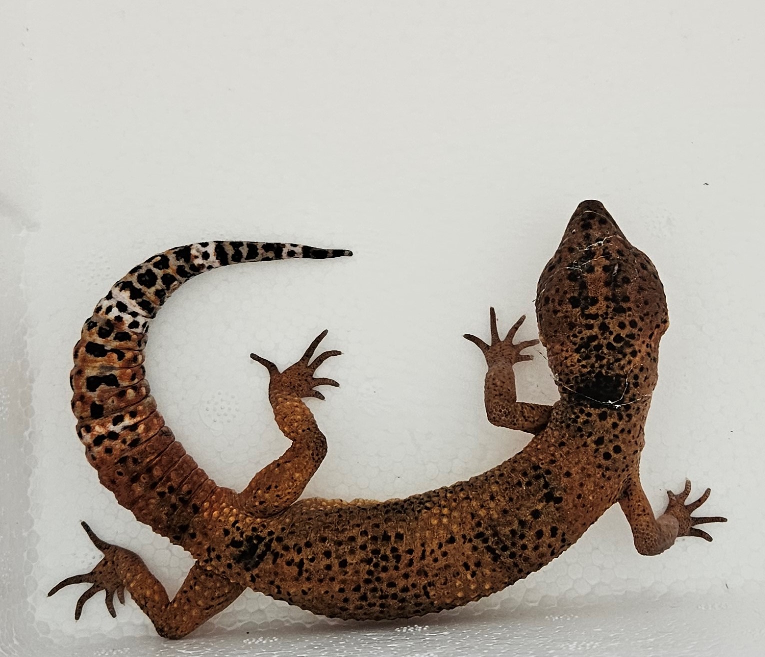 대구유기동물보호협회_427344202300253