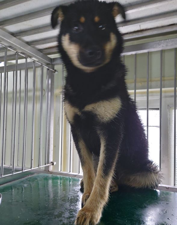 보령시유기동물보호소_444451202300724