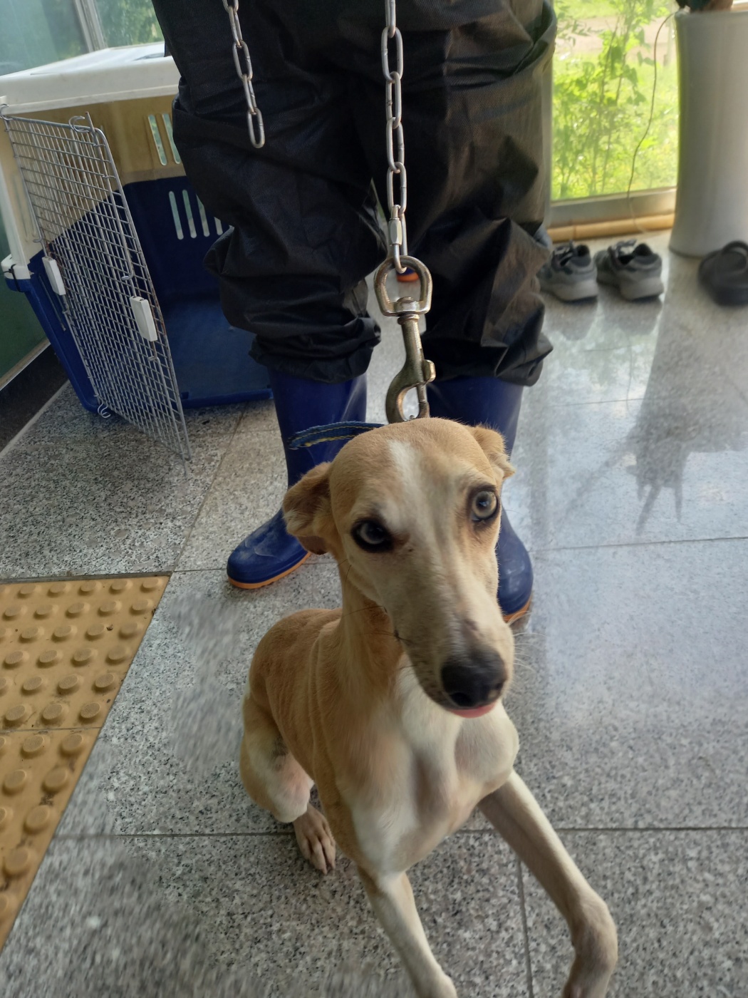 구미시 동물보호센터_447508202300826