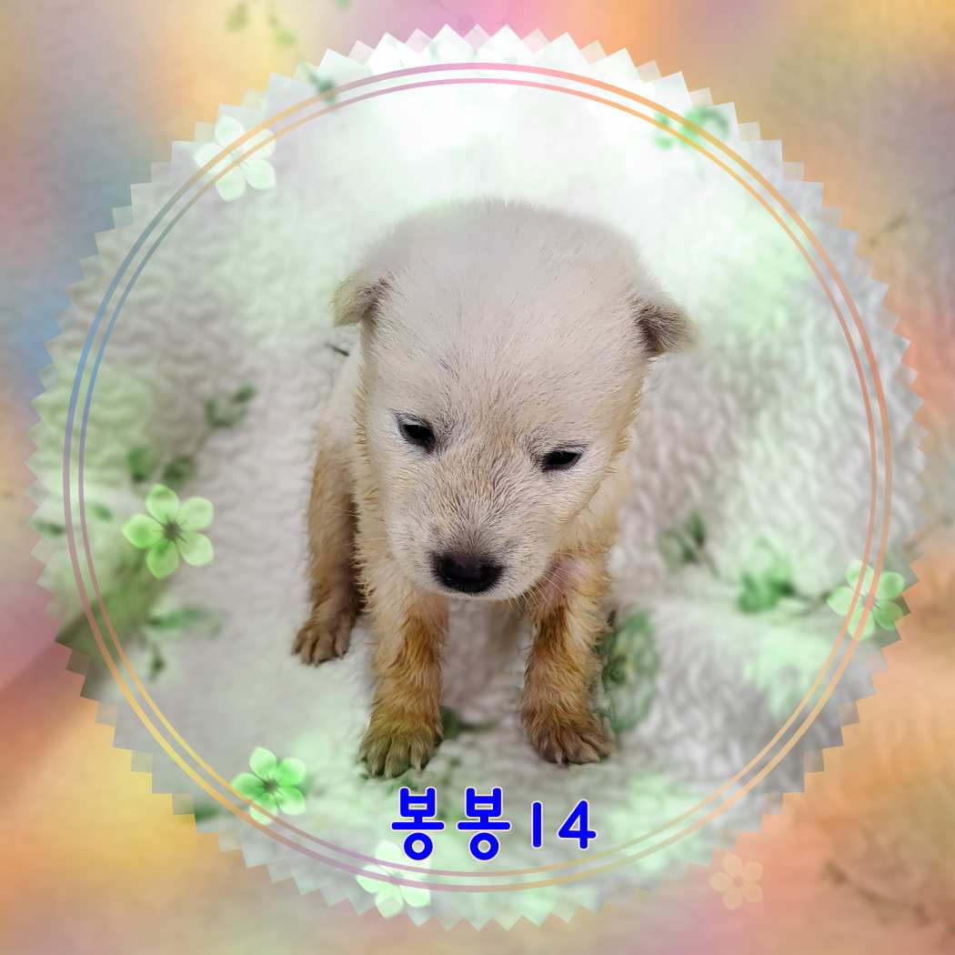 군산유기동물보호센터_445467202301580