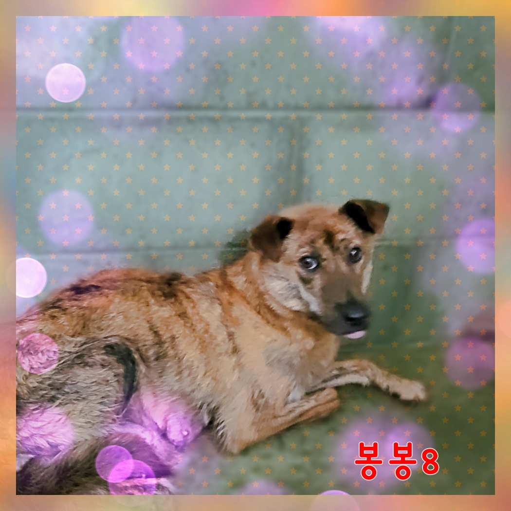 군산유기동물보호센터_445467202301574