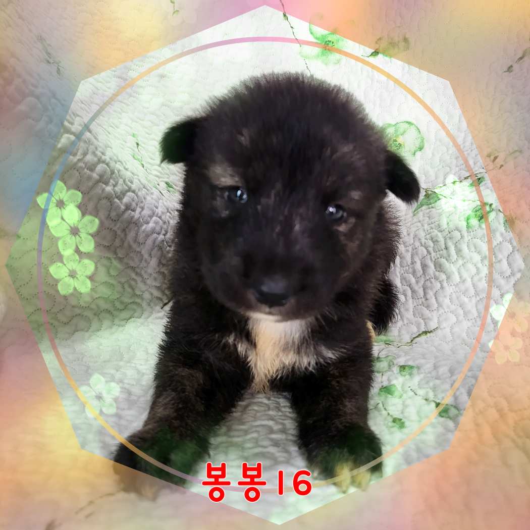 군산유기동물보호센터_445467202301582