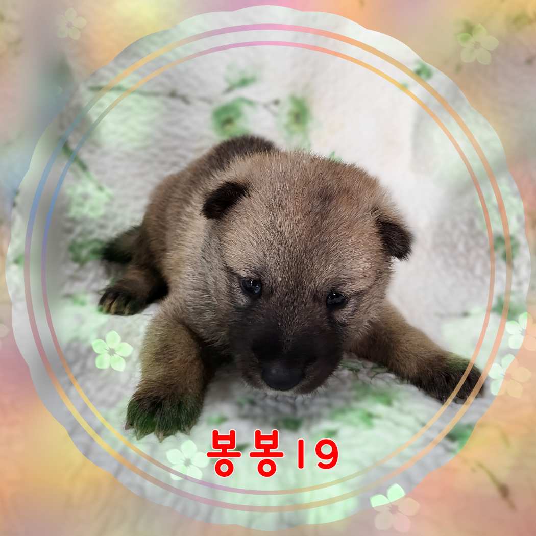 군산유기동물보호센터_445467202301585