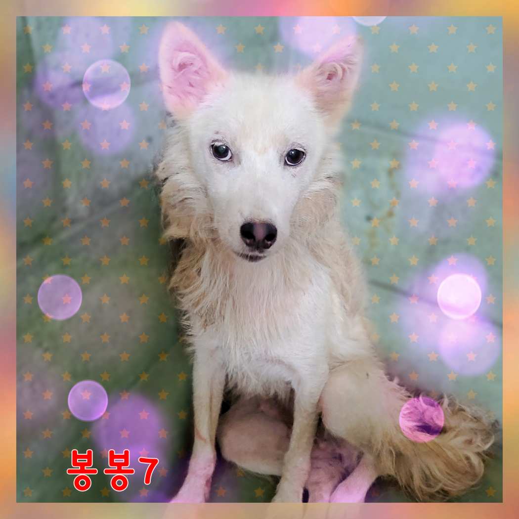 군산유기동물보호센터_445467202301573