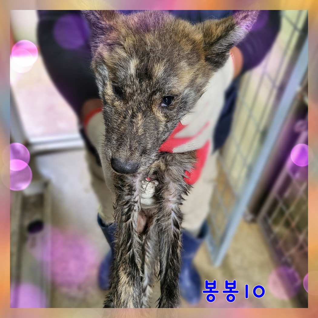 군산유기동물보호센터_445467202301576