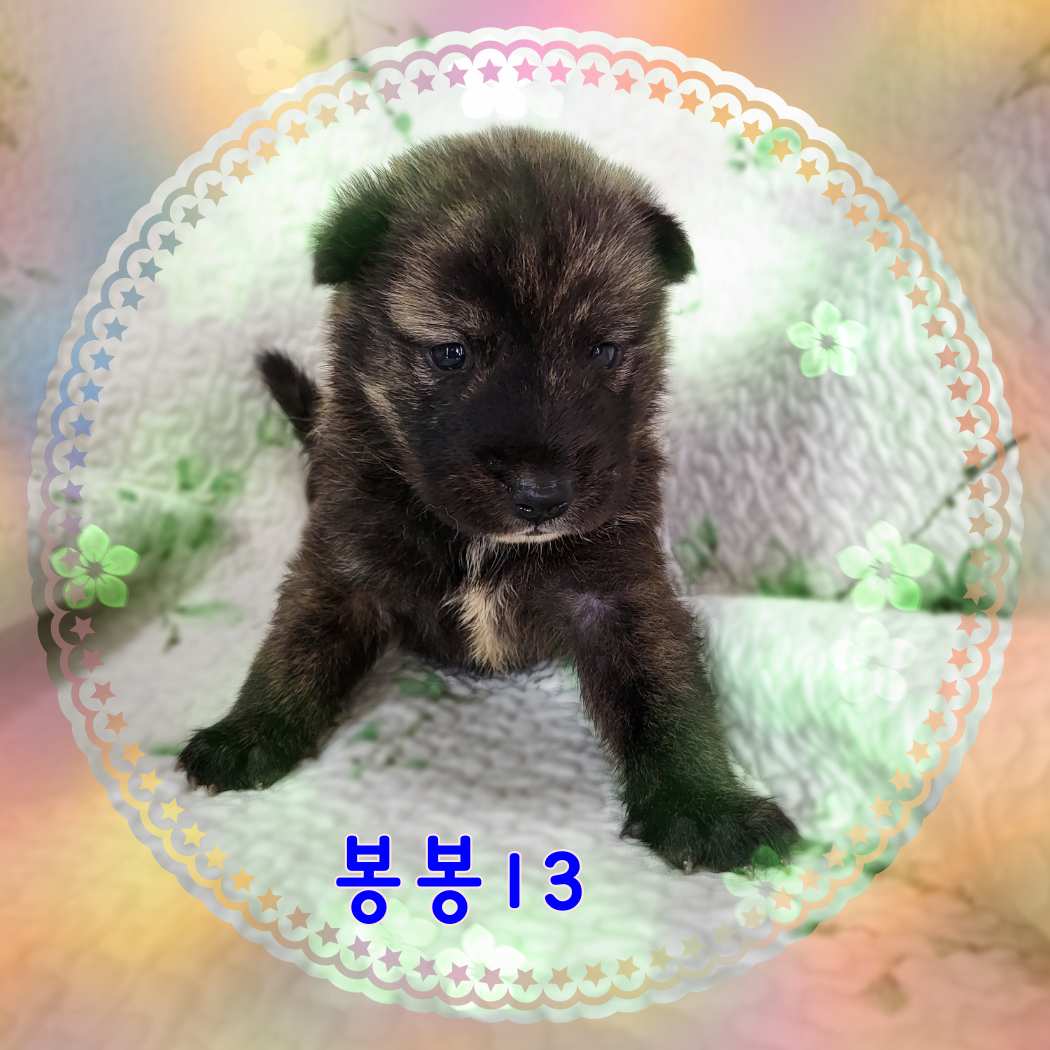 군산유기동물보호센터_445467202301579