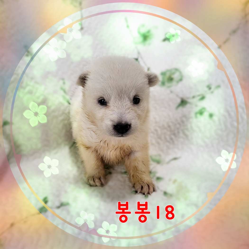 군산유기동물보호센터_445467202301584