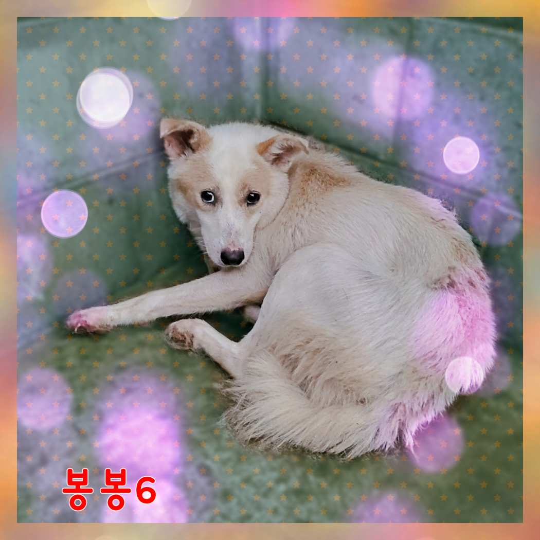군산유기동물보호센터_445467202301572