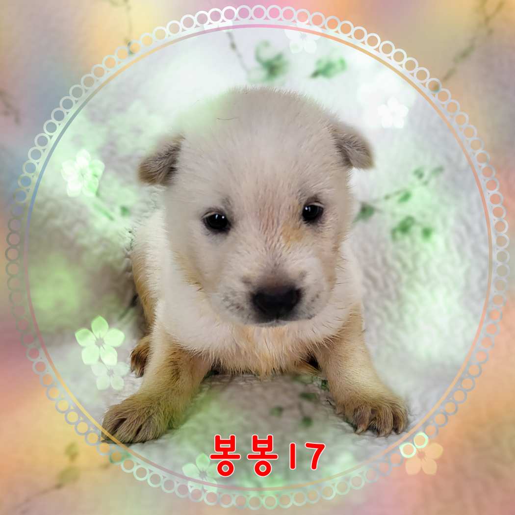 군산유기동물보호센터_445467202301583