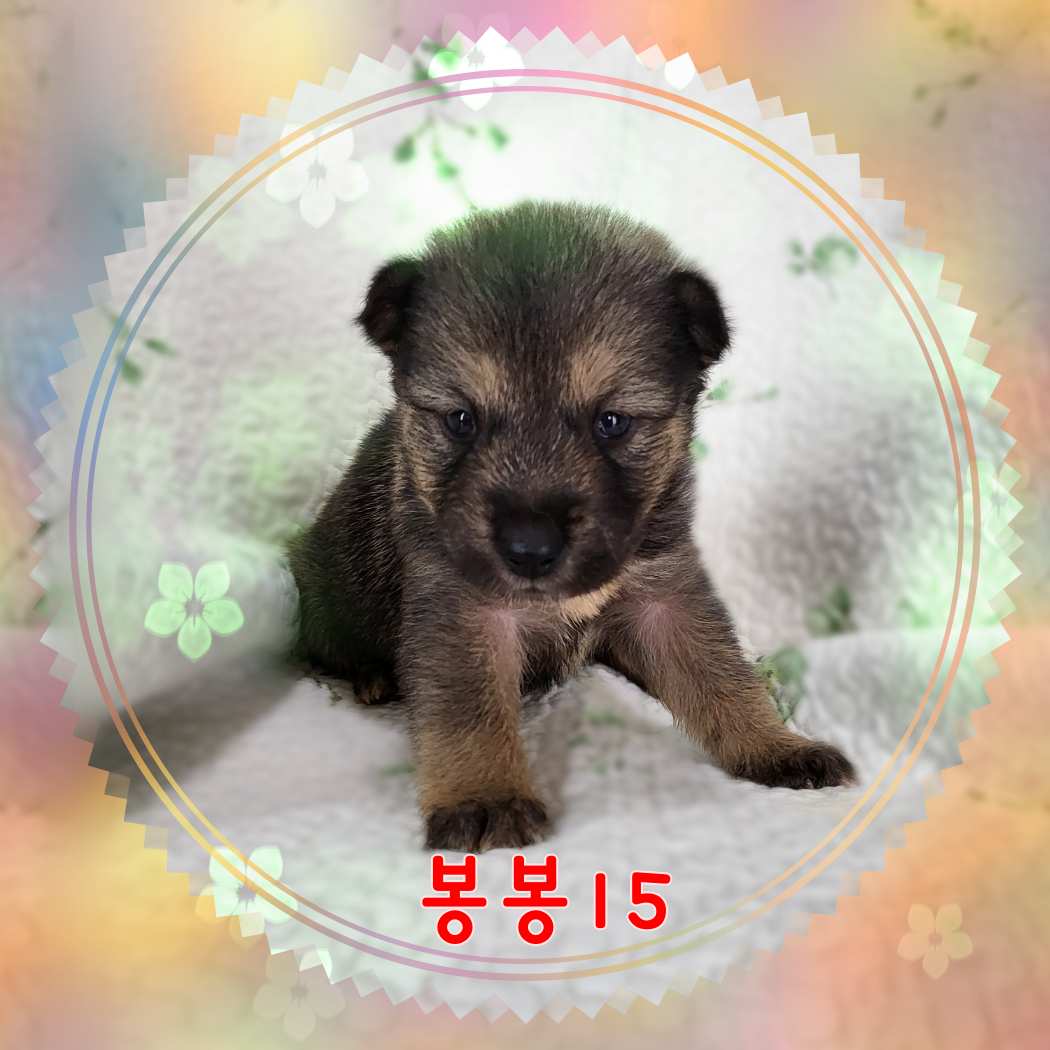군산유기동물보호센터_445467202301581
