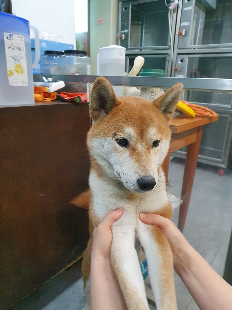 펫앤쉘터동물병원_441378202301400