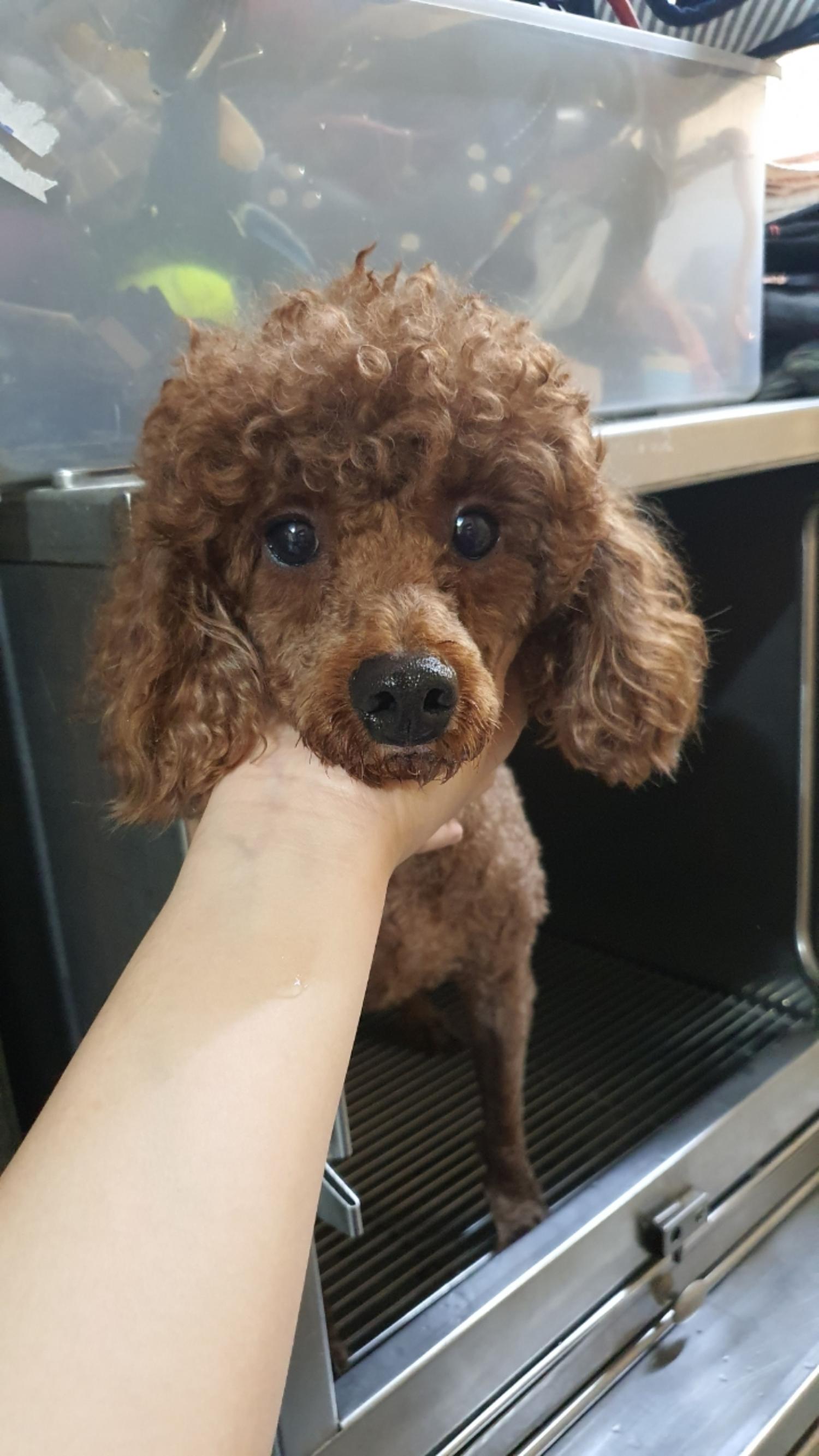 펫앤쉘터동물병원_441378202301399