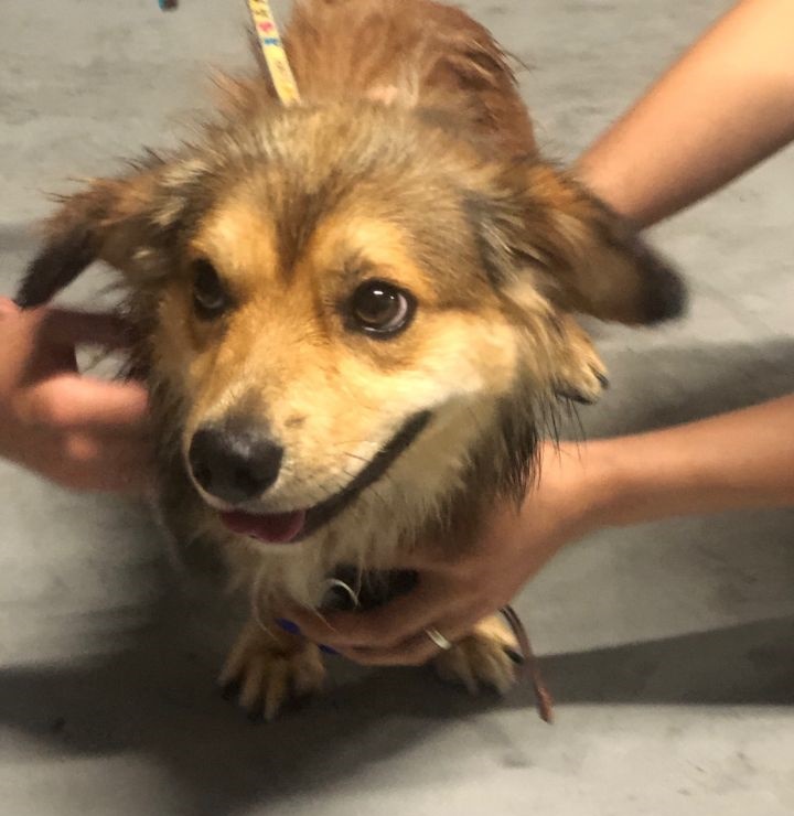 양양군유기동물보호소_442435202300117