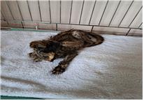 (사)유기동물및동물보호관리협회_426339202300220