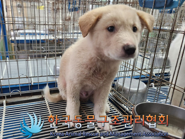 한국동물구조관리협회_411317202300217