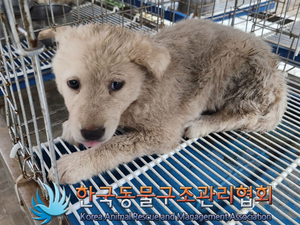한국동물구조관리협회_411317202300219