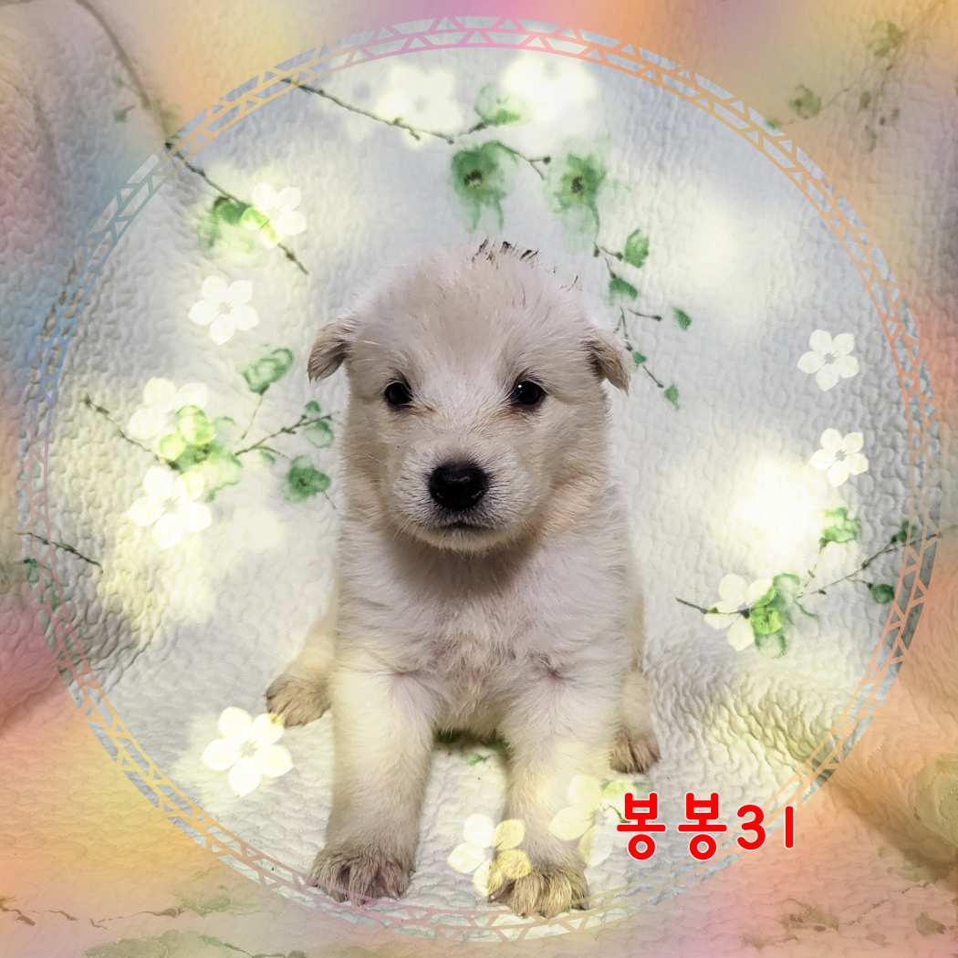 군산유기동물보호센터_445467202301597