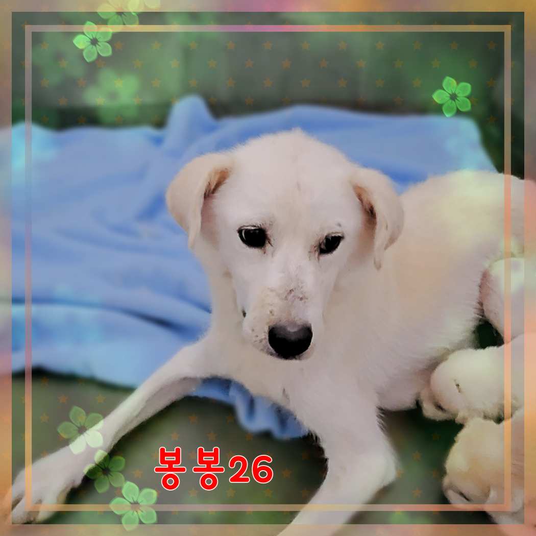 군산유기동물보호센터_445467202301592
