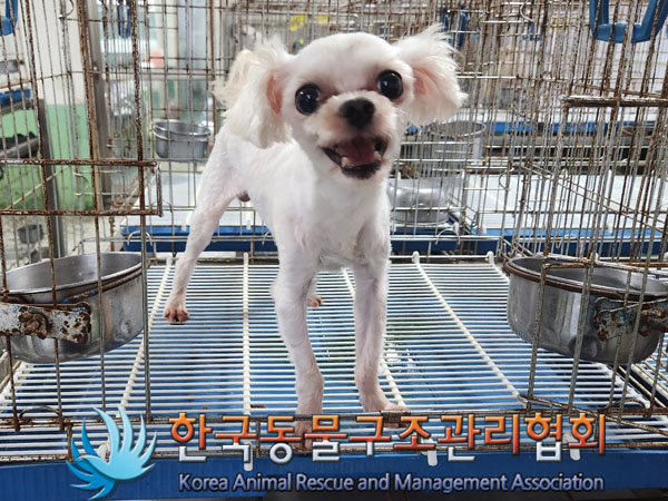 한국동물구조관리협회_441392202300172