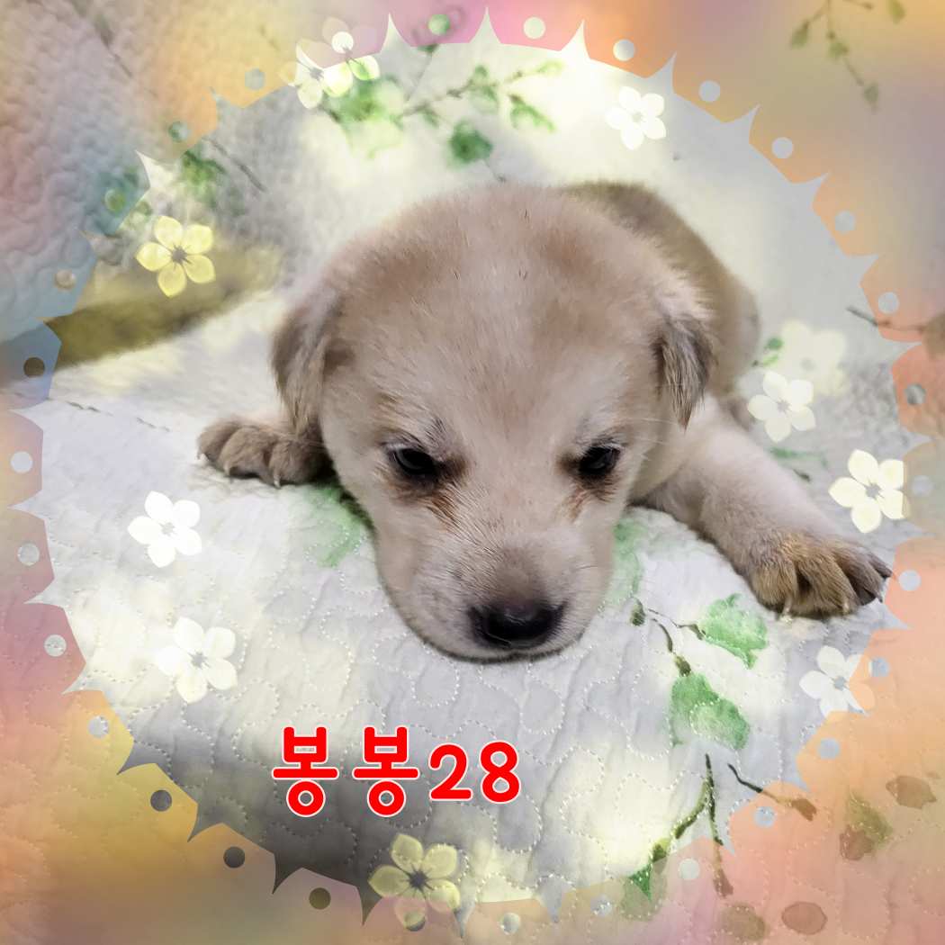 군산유기동물보호센터_445467202301594