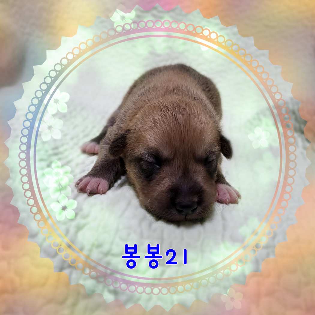 군산유기동물보호센터_445467202301587