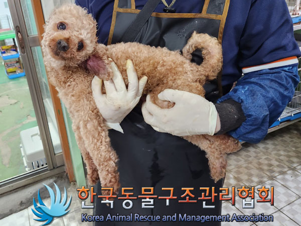 한국동물구조관리협회_411317202300220