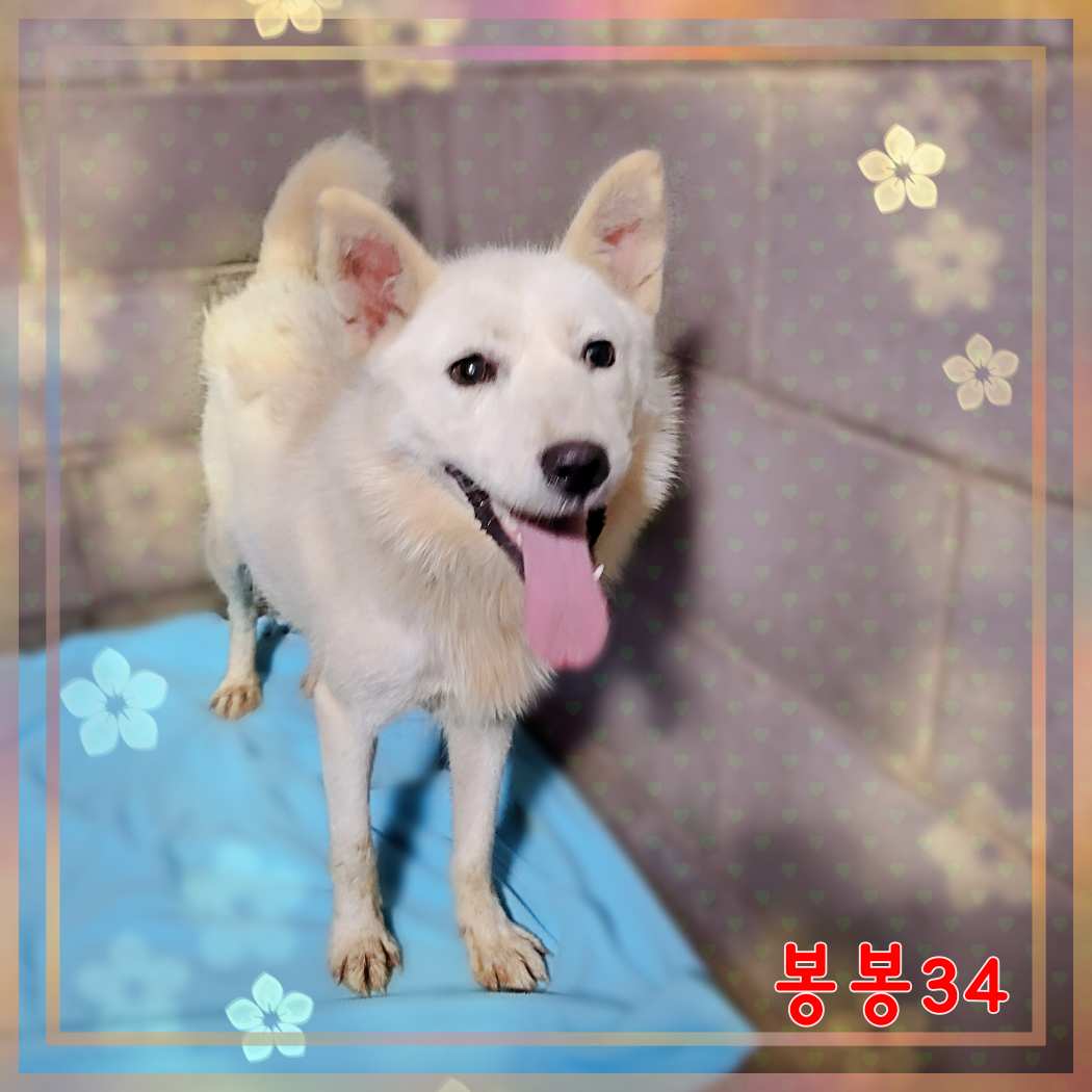 군산유기동물보호센터_445467202301600