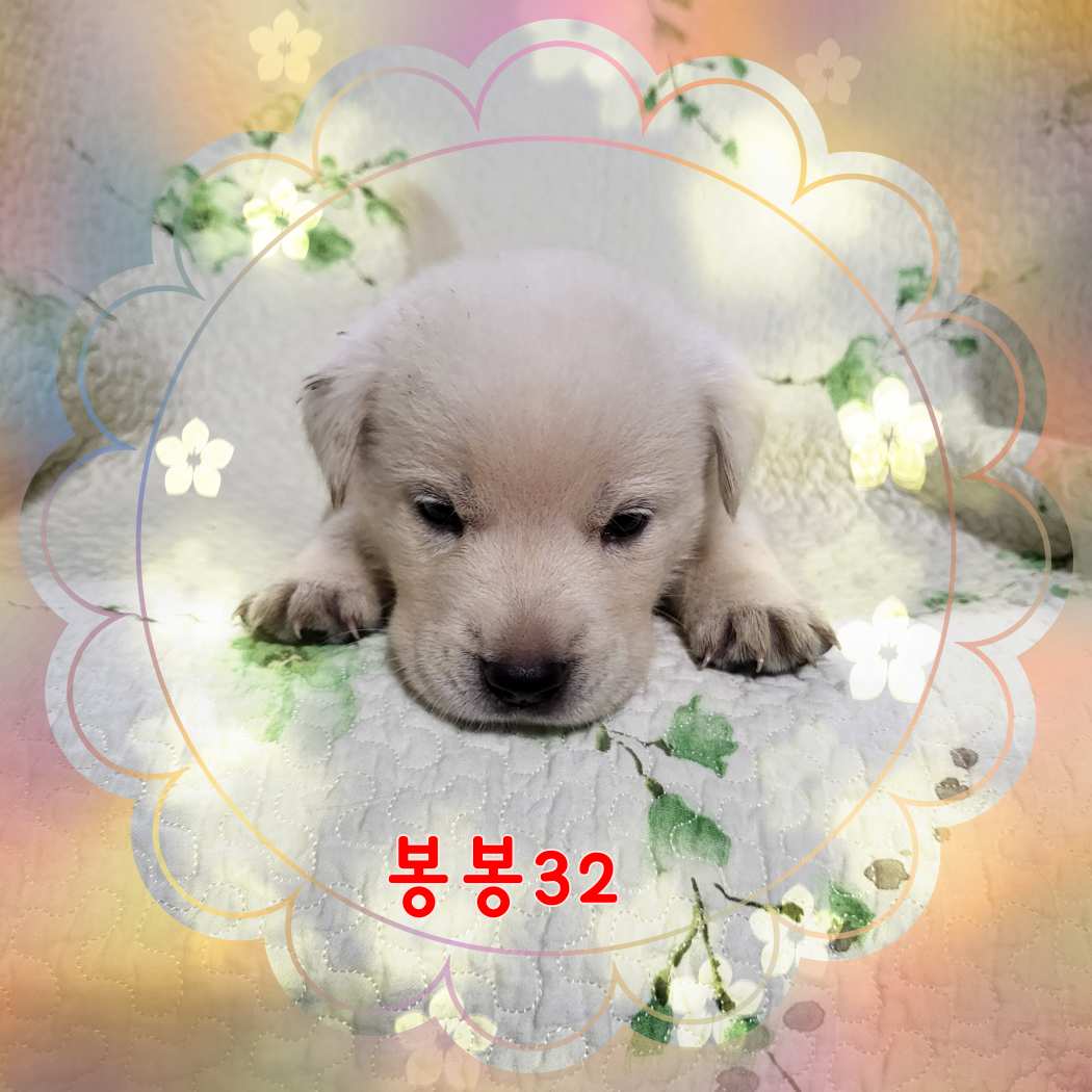 군산유기동물보호센터_445467202301598