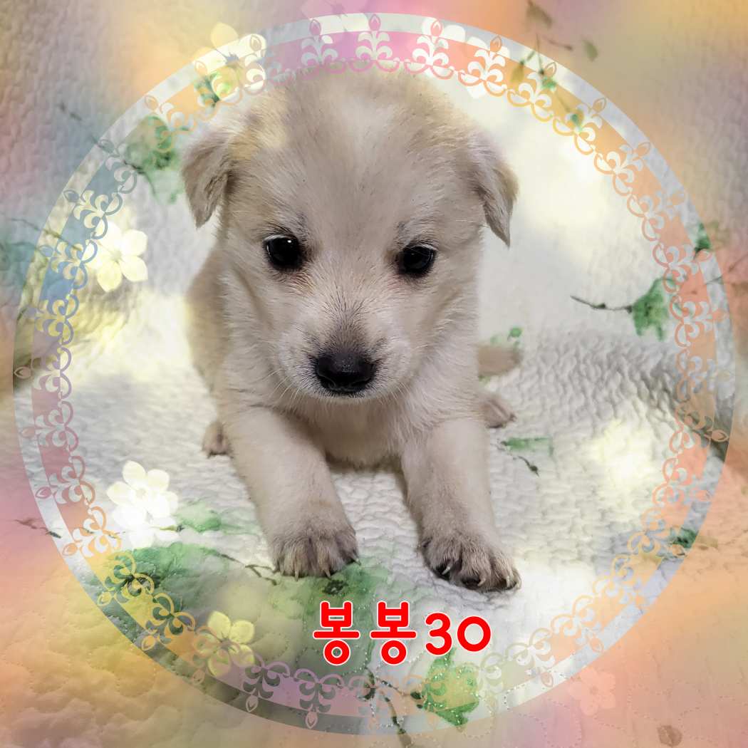 군산유기동물보호센터_445467202301596