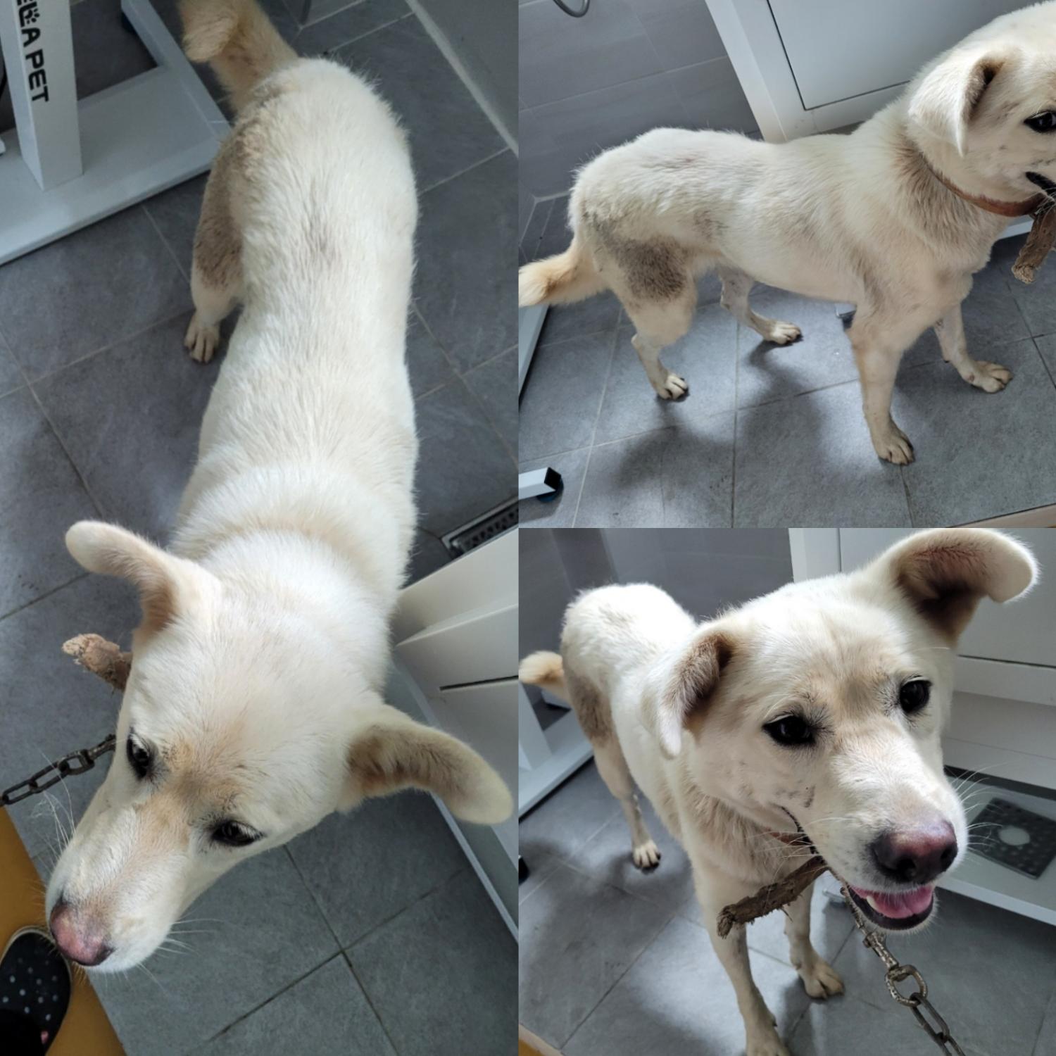 논산시 동물보호센터_444454202300668