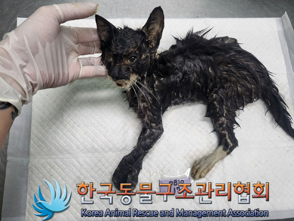 한국동물구조관리협회_411305202300408