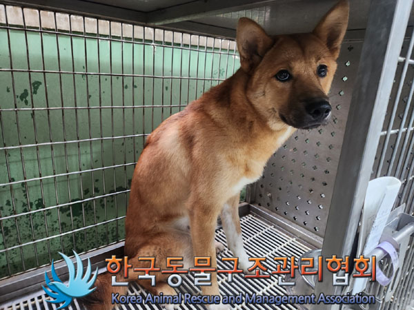 한국동물구조관리협회_411323202300754