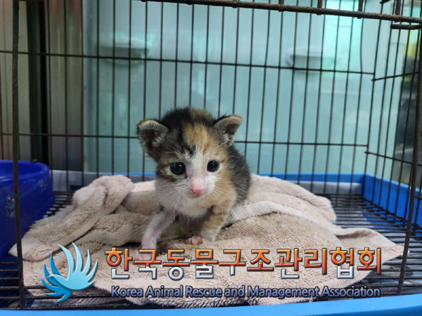 한국동물구조관리협회_411312202300501