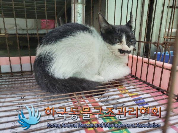 한국동물구조관리협회_411318202300324