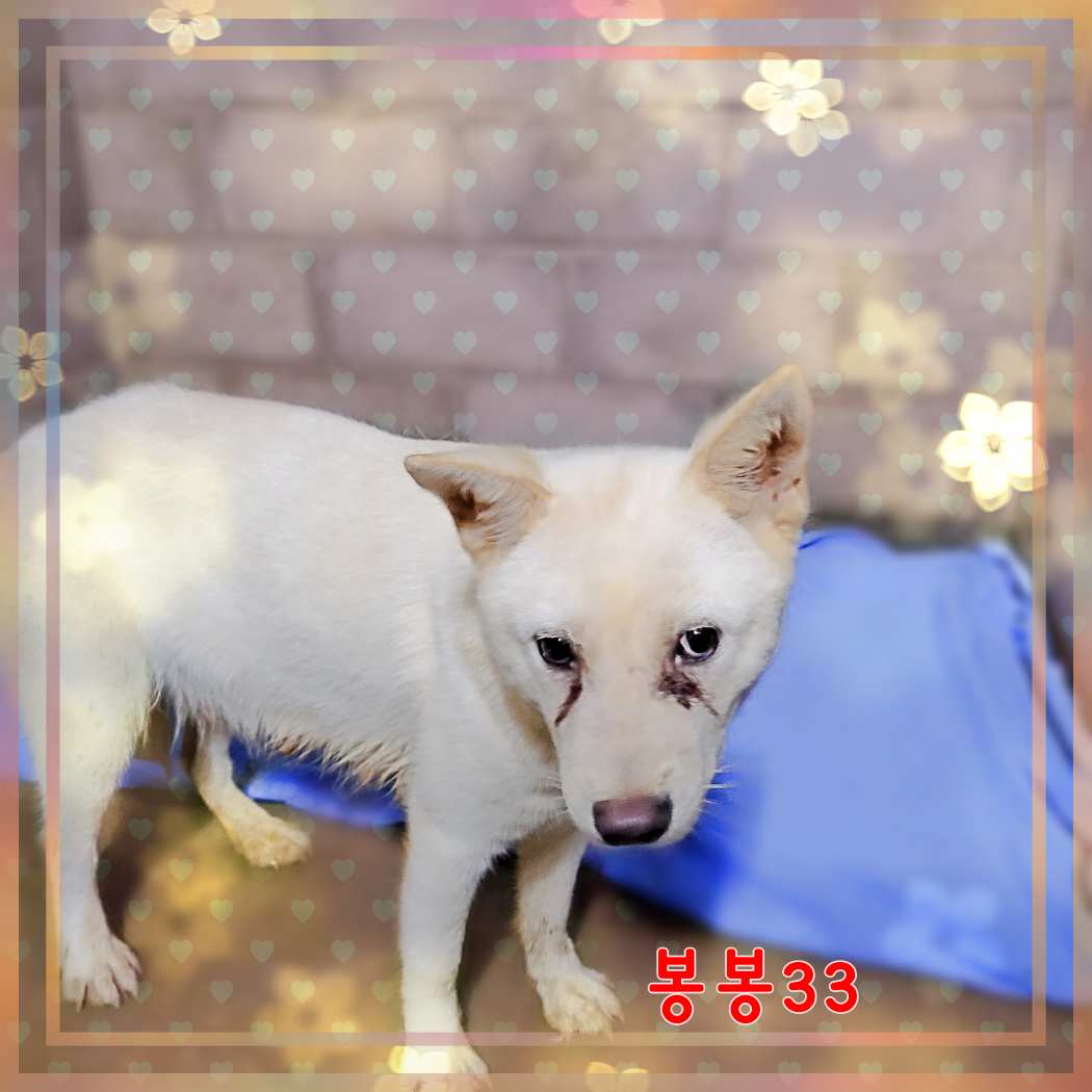 군산유기동물보호센터_445467202301599