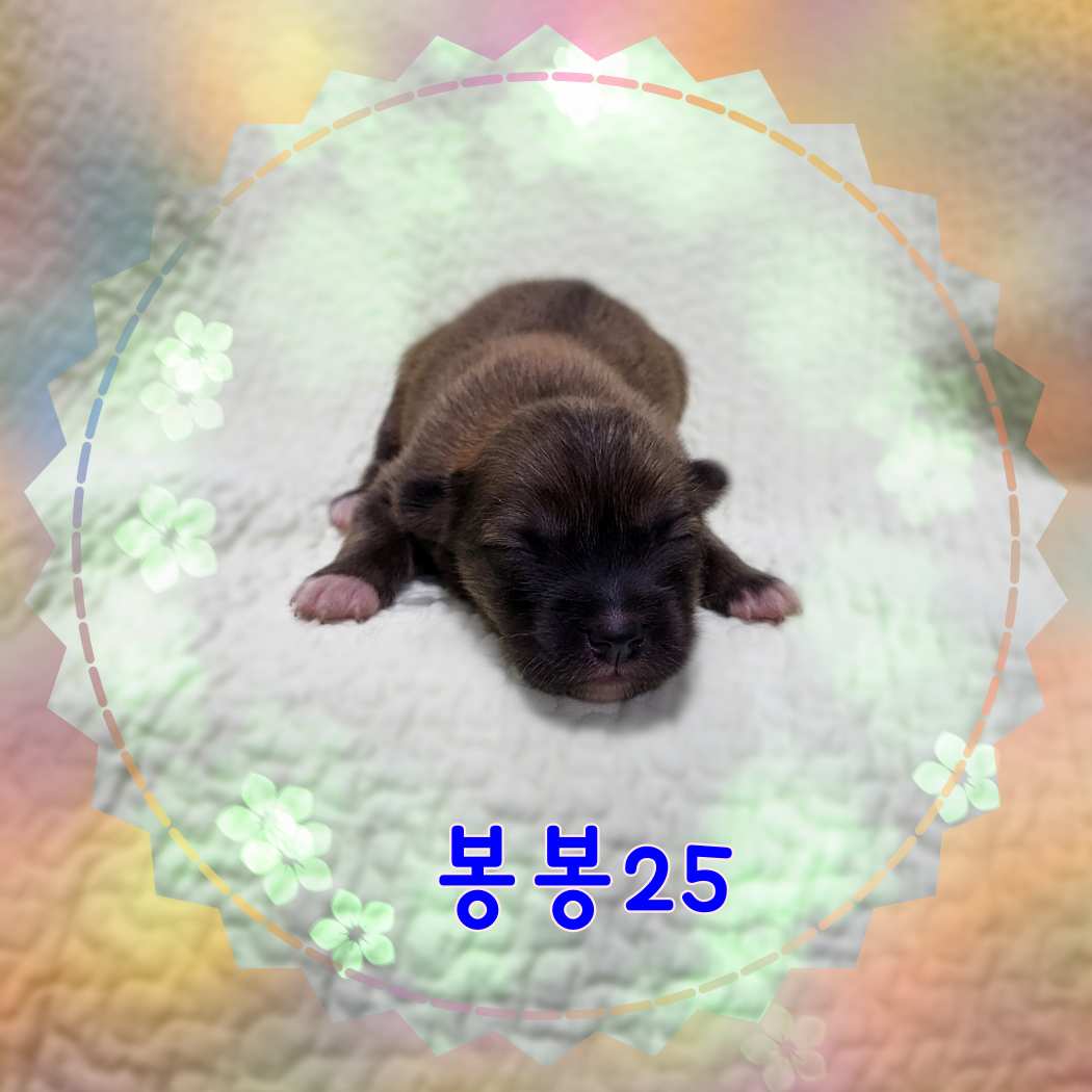 군산유기동물보호센터_445467202301591