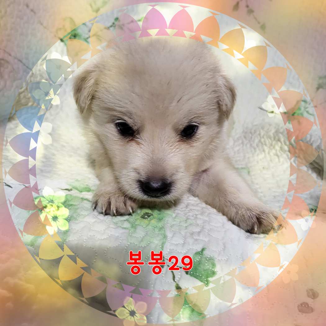 군산유기동물보호센터_445467202301595
