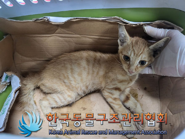 한국동물구조관리협회_411310202300355
