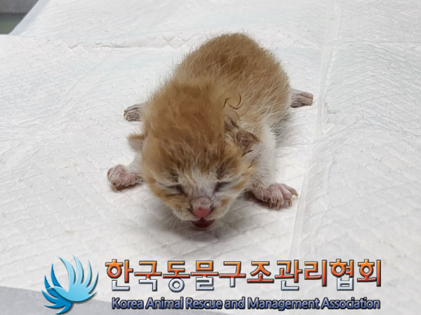 한국동물구조관리협회_441409202301275