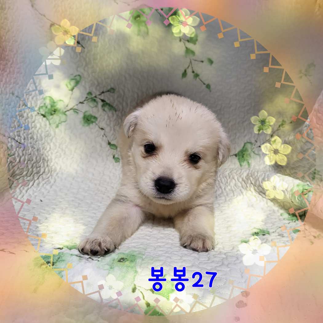 군산유기동물보호센터_445467202301593