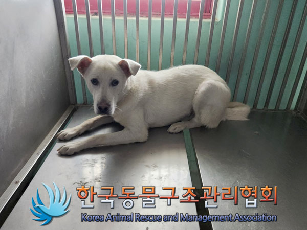 한국동물구조관리협회_441409202301273