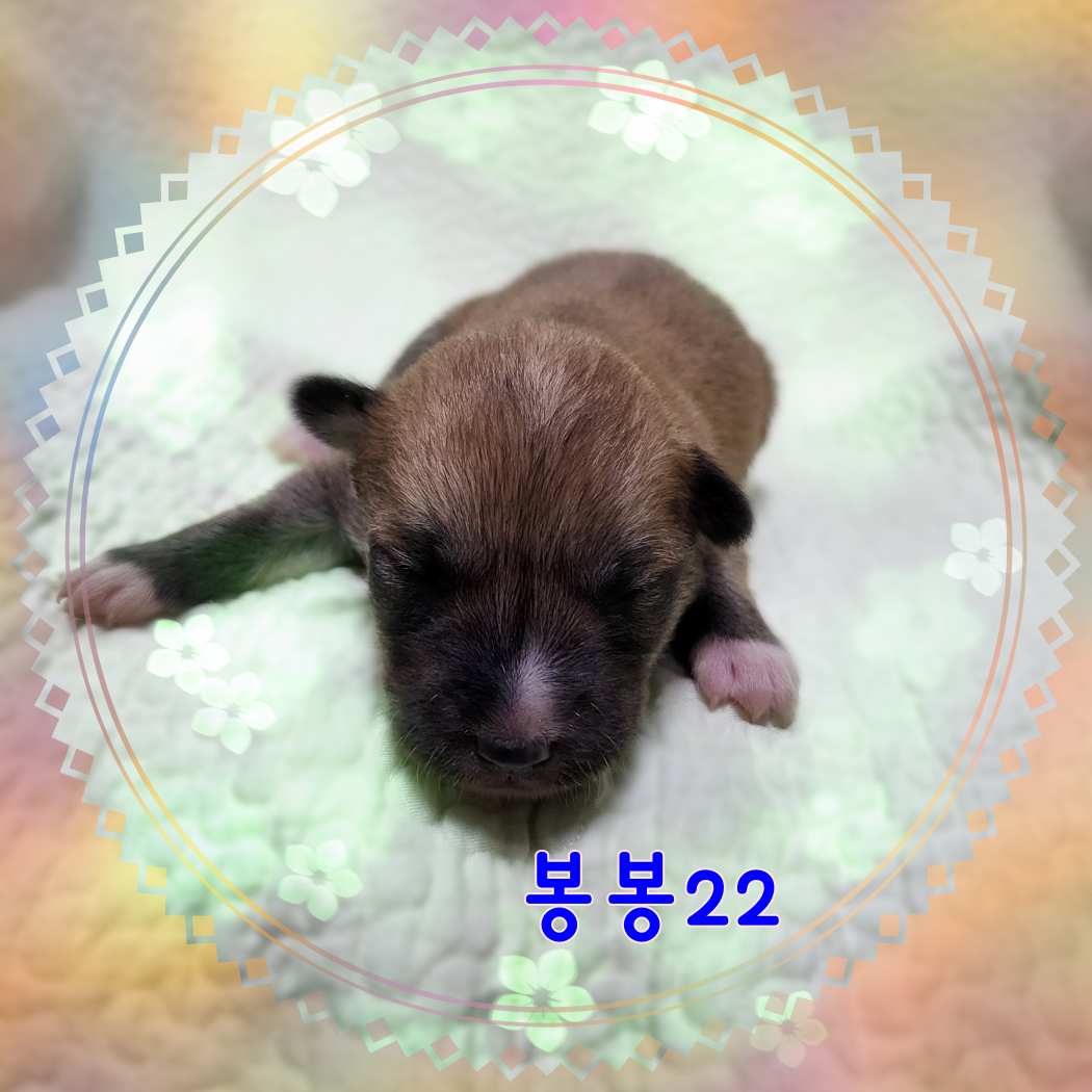 군산유기동물보호센터_445467202301588