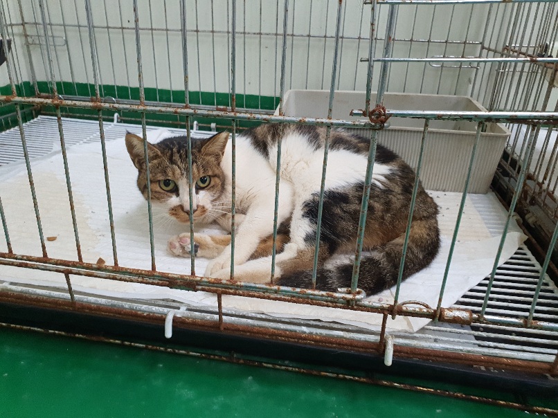 [고양이] 한국 고양이 충남-공주-2023-00184 유기동물 배경 이미지 입니다.