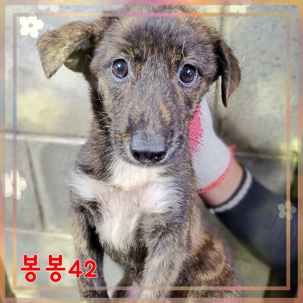 군산유기동물보호센터_445467202301608