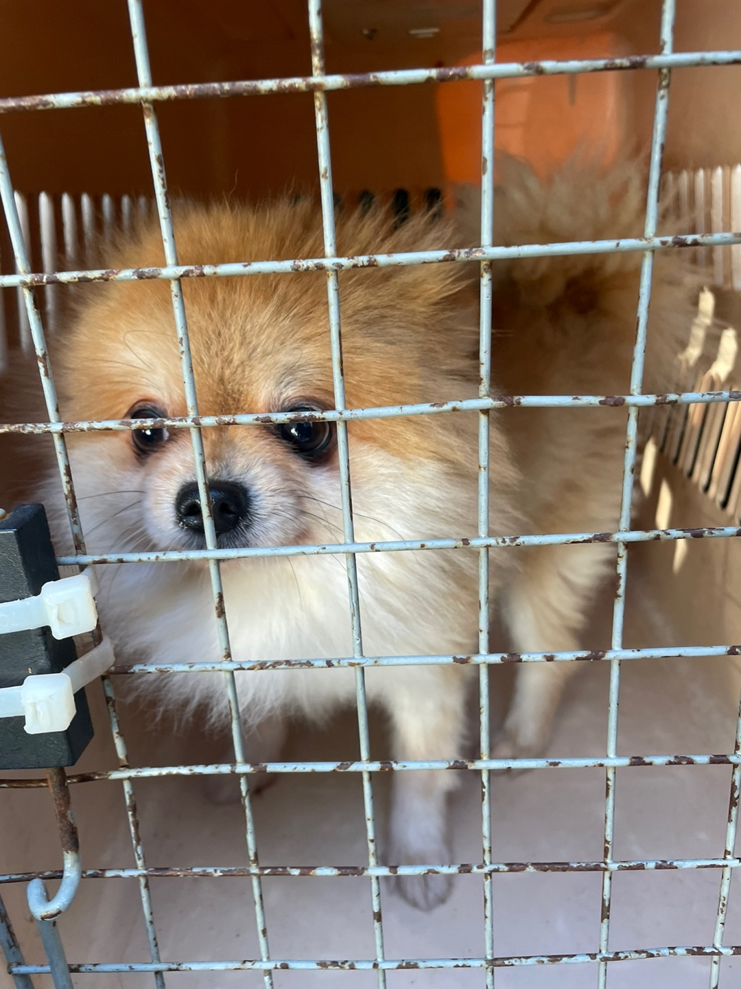 순천시유기동물보호소_446482202300710