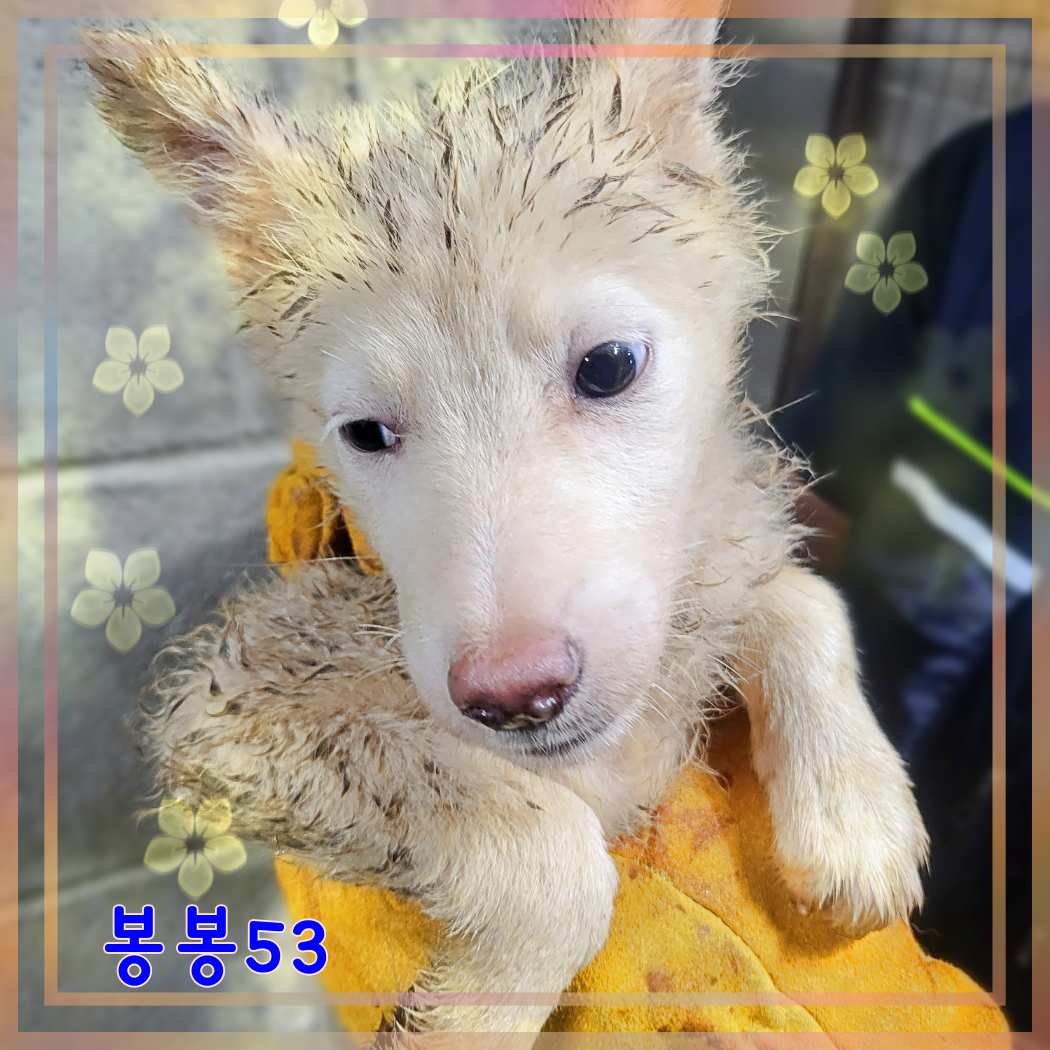 군산유기동물보호센터_445467202301619