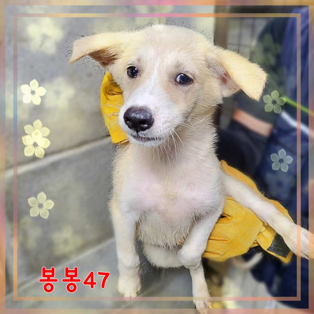 군산유기동물보호센터_445467202301613