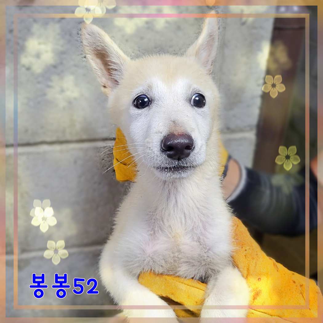 군산유기동물보호센터_445467202301618